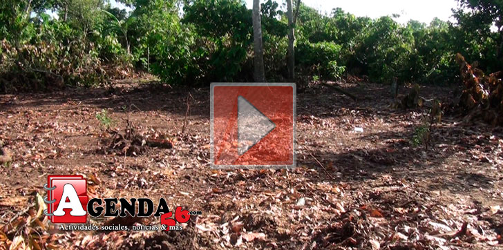 Planta-de-gas-mata-larga