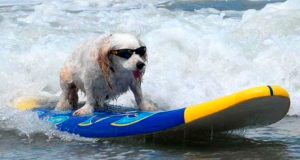 Perros-surfistas