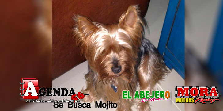 perrita-desaparecida