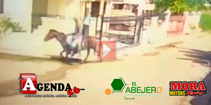 Ladrones-caballo