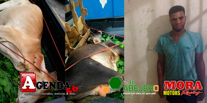 Acusado-robo-de-ganado