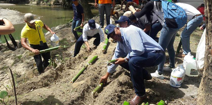 siembran-bambues-rio-bajabonico-en-altamira