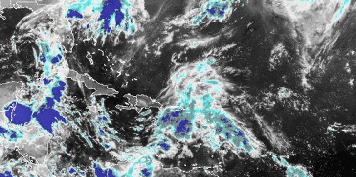 acercamiento-de-anda-tropical