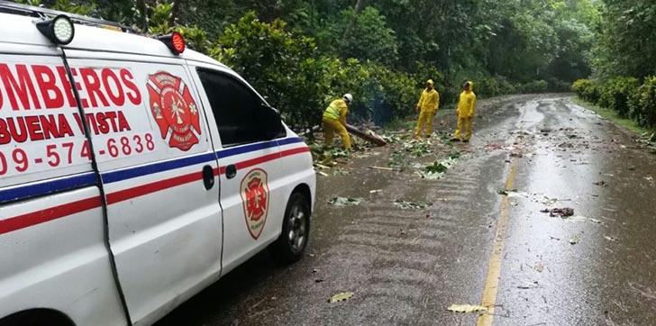 huracan-irma-tumba-arboles