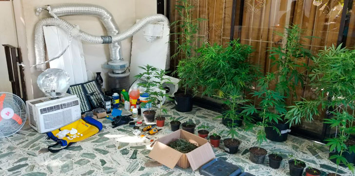 DNCD-decomisa-plantacion-de-marihuana