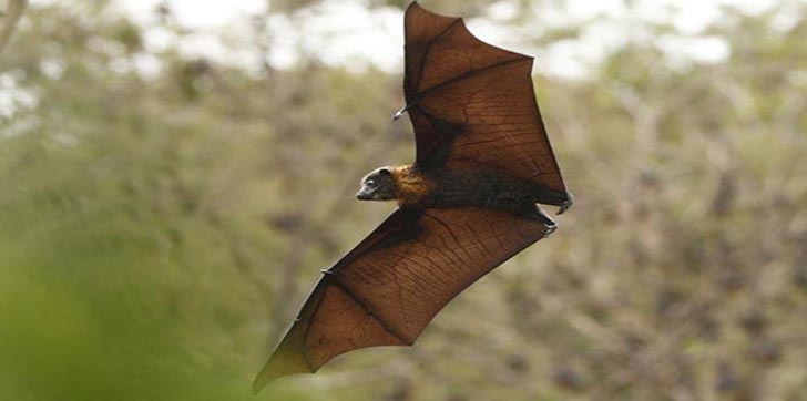 muere-de-rabia-una-persona-a-la-que-mordio