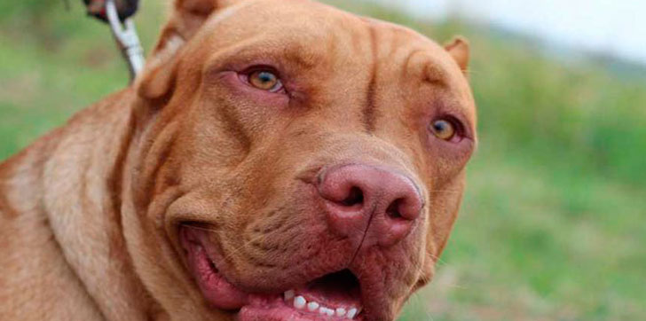 muere-niño-de-7-años-al-ser-atacado-por-pitbull