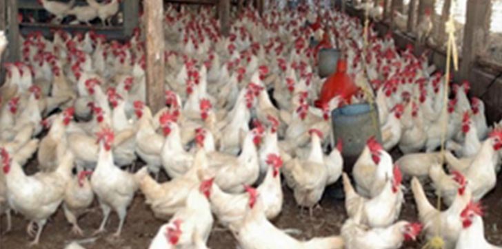 salud-publica-dece-se-puede-consumir-pollos