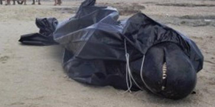 hallan-delfin-muerto-en-playa-cabarete