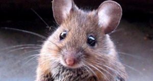 cientificos-curan-ratones-con-cancer-de-colon