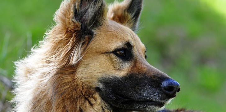 perro-protege-a-su-joven-dueño