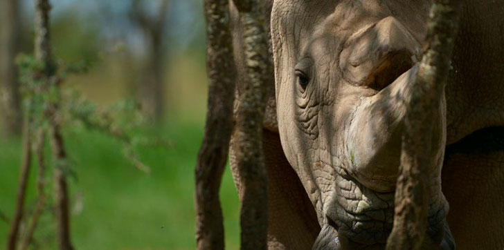 muere-en-kenia-rinoceronte