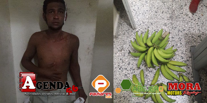 Herido-tenares-platanos