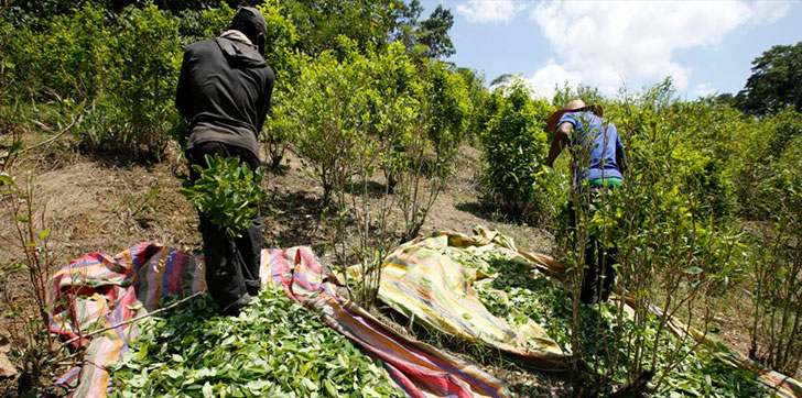 produccion-de-cocaina