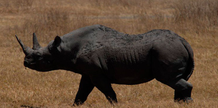 mueren-7-rinocerontes
