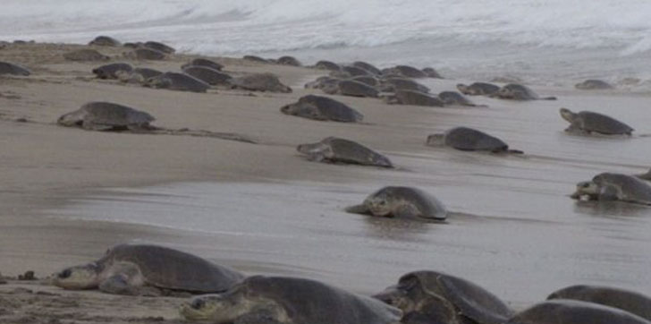 TORTUGAS-MEXICO