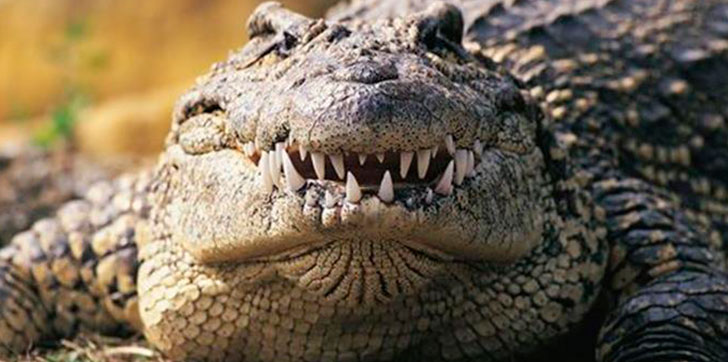 cocodrilo-RD