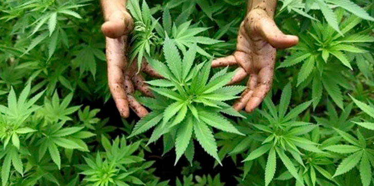 marihuana-legalizada