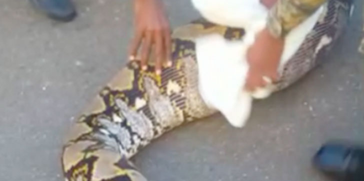 Incautan-dos-serpientes