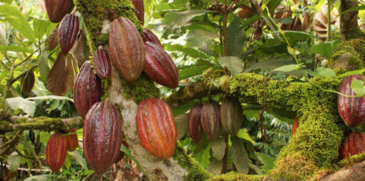 CACAO