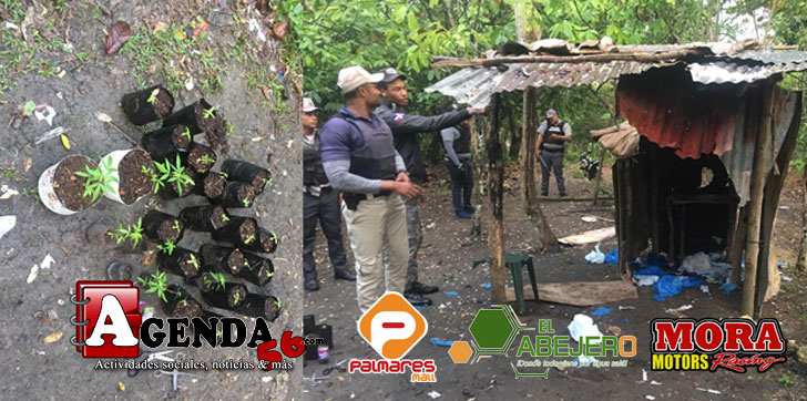 MATAS-MARIHUANA-TENARES