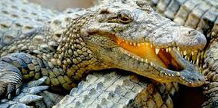 Desarticulan banda narcos echaba sus víctimas a cocodrilos