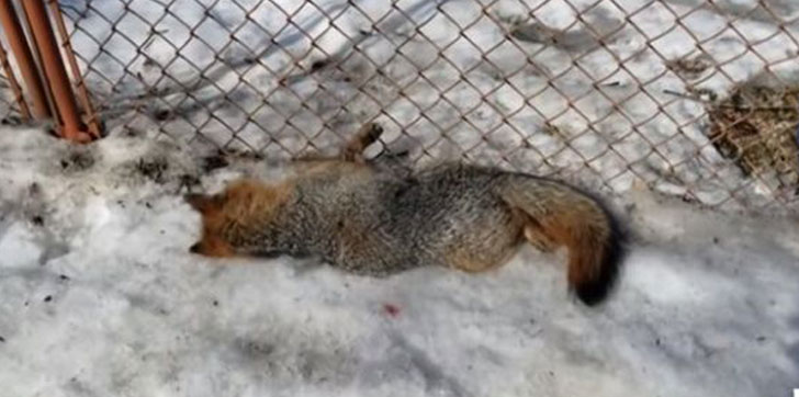 Policia-de-nueva-york