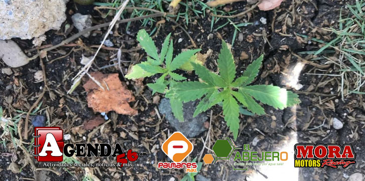 MARIHUANA-ESCUELA-SALCEDO