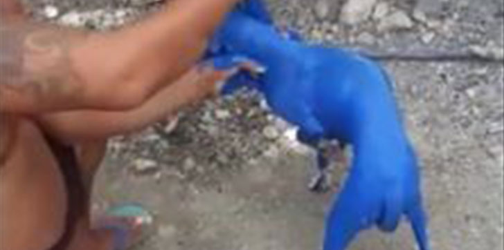 Apresan-hombre-por-un-perro