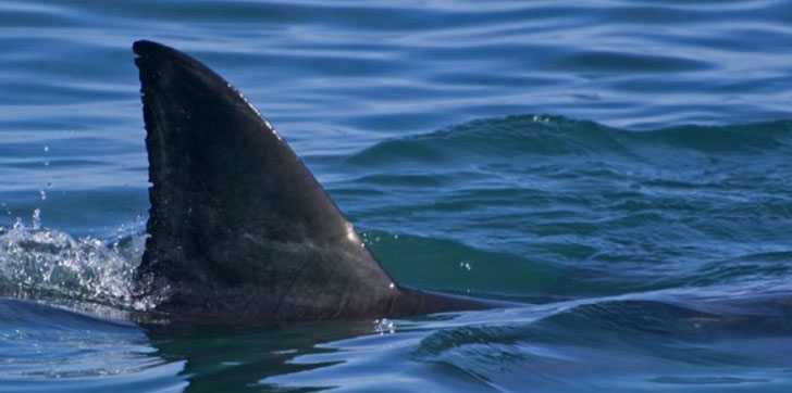 tiburon-muerde-a-hombre