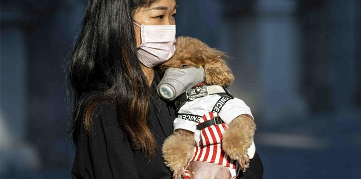 detectan-primer-perro