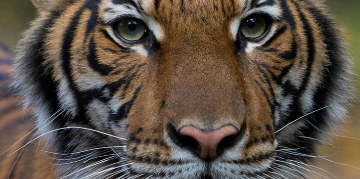 un-tigre-de-sologico