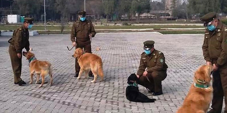 chile-adiestra-perros