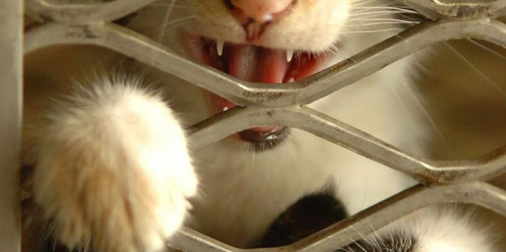 cuba-reporta-un-nuevo