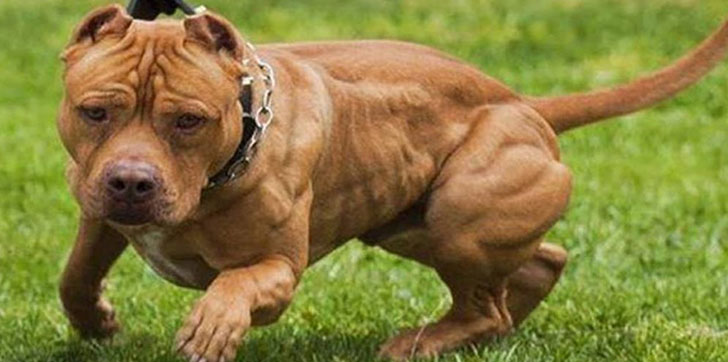 un-perro-pitbull