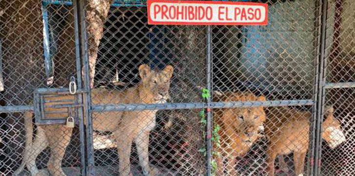 cierran-zoologico