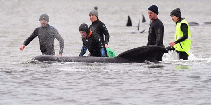 rescantan-25-ballenas