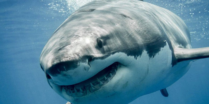 muere-una-mujer-francesa