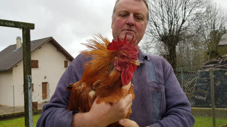 Un tribunal de Francia dictaminó que el canto de un gallo no se puede ...